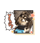 Chihuahua's song ソラとリズ⑥（個別スタンプ：7）