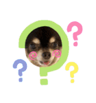 Chihuahua's song ソラとリズ⑥（個別スタンプ：8）