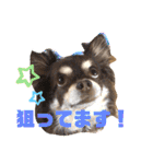 Chihuahua's song ソラとリズ⑥（個別スタンプ：9）