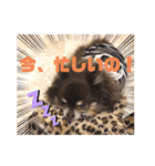 Chihuahua's song ソラとリズ⑥（個別スタンプ：10）