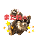 Chihuahua's song ソラとリズ⑥（個別スタンプ：11）