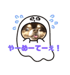 Chihuahua's song ソラとリズ⑥（個別スタンプ：12）