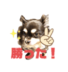 Chihuahua's song ソラとリズ⑥（個別スタンプ：13）