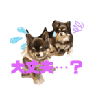 Chihuahua's song ソラとリズ⑥（個別スタンプ：14）