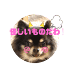 Chihuahua's song ソラとリズ⑥（個別スタンプ：15）