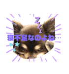 Chihuahua's song ソラとリズ⑥（個別スタンプ：16）