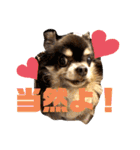 Chihuahua's song ソラとリズ⑥（個別スタンプ：17）