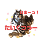Chihuahua's song ソラとリズ⑥（個別スタンプ：18）