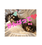 Chihuahua's song ソラとリズ⑥（個別スタンプ：19）