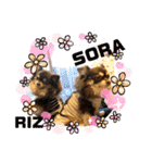 Chihuahua's song ソラとリズ⑥（個別スタンプ：20）