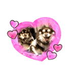 Chihuahua's song ソラとリズ⑥（個別スタンプ：21）