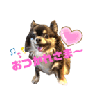 Chihuahua's song ソラとリズ⑥（個別スタンプ：22）