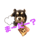 Chihuahua's song ソラとリズ⑥（個別スタンプ：23）