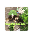 Chihuahua's song ソラとリズ⑥（個別スタンプ：24）