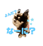 Chihuahua's song ソラとリズ⑥（個別スタンプ：26）