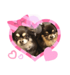 Chihuahua's song ソラとリズ⑥（個別スタンプ：27）