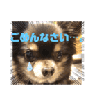 Chihuahua's song ソラとリズ⑥（個別スタンプ：28）