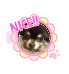 Chihuahua's song ソラとリズ⑥（個別スタンプ：29）
