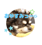 Chihuahua's song ソラとリズ⑥（個別スタンプ：30）
