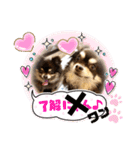 Chihuahua's song ソラとリズ⑥（個別スタンプ：31）