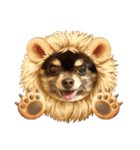 Chihuahua's song ソラとリズ⑥（個別スタンプ：32）