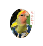 コザクラインコよもぎ♀2（個別スタンプ：1）