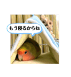 コザクラインコよもぎ♀2（個別スタンプ：2）