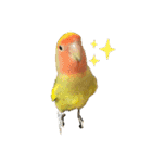 コザクラインコよもぎ♀2（個別スタンプ：3）