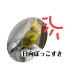コザクラインコよもぎ♀2（個別スタンプ：4）