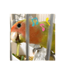 コザクラインコよもぎ♀2（個別スタンプ：5）