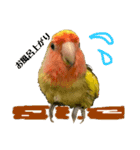 コザクラインコよもぎ♀2（個別スタンプ：7）