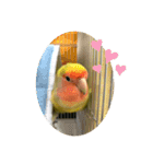 コザクラインコよもぎ♀2（個別スタンプ：8）