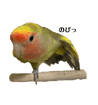 コザクラインコよもぎ♀2（個別スタンプ：9）