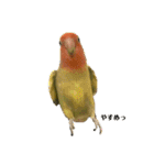 コザクラインコよもぎ♀2（個別スタンプ：10）