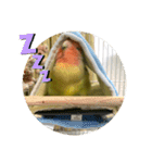 コザクラインコよもぎ♀2（個別スタンプ：11）