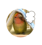 コザクラインコよもぎ♀2（個別スタンプ：12）