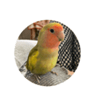 コザクラインコよもぎ♀2（個別スタンプ：13）