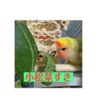 コザクラインコよもぎ♀2（個別スタンプ：14）