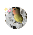 コザクラインコよもぎ♀2（個別スタンプ：15）