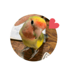 コザクラインコよもぎ♀2（個別スタンプ：16）