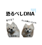 主婦の友②！ポメラニアン達と黒猫達（個別スタンプ：8）