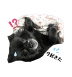 主婦の友②！ポメラニアン達と黒猫達（個別スタンプ：22）