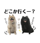 主婦の友②！ポメラニアン達と黒猫達（個別スタンプ：25）