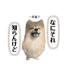 主婦の友②！ポメラニアン達と黒猫達（個別スタンプ：33）