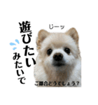 主婦の友②！ポメラニアン達と黒猫達（個別スタンプ：34）
