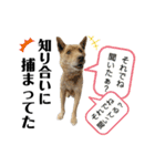 主婦の友②！ポメラニアン達と黒猫達（個別スタンプ：35）