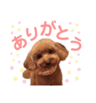 Lovely ラブたん（個別スタンプ：1）