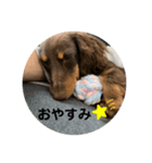 ピノの日常 ピッピッピ②（個別スタンプ：7）