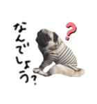 パグ犬のくぅちゃん（個別スタンプ：10）