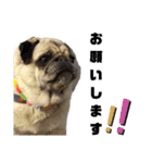 パグ犬のくぅちゃん（個別スタンプ：12）